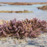 海上に顔を出したエダサンゴ-大潮のサンゴ礁