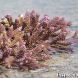 海上に出たエダサンゴ-大潮のサンゴ礁