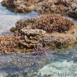 海上に出現した花畑-大潮のサンゴ礁