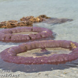 海上に顔を出した浮き輪のようなサンゴ-大潮のサンゴ礁