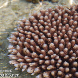 きれいなテーブルサンゴ-大潮のサンゴ礁