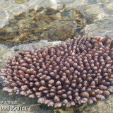 海面すれすれのテーブルサンゴ-大潮のサンゴ礁