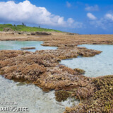 海上の花畑とタイドプール-大潮のサンゴ礁