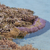海上に顔を出したサンゴ礁-大潮のサンゴ礁