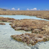 海上の花畑とタイドプール-大潮のサンゴ礁