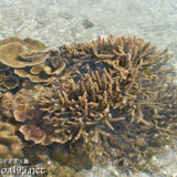 海上に顔を出したエダサンゴ-大潮のサンゴ礁