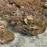 海上に現れた花畑-大潮のサンゴ礁
