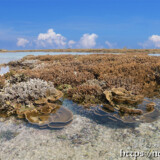 海上の花畑とタイドプール-大潮のサンゴ礁