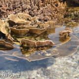 海上に出たキャベツサンゴ-大潮のサンゴ礁