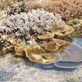 海上に出現した花畑-大潮のサンゴ礁