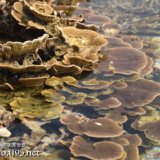 海上に出たキャベツサンゴ-大潮のサンゴ礁
