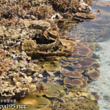 海上に現れた花畑-大潮のサンゴ礁