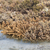 海上に出たエダサンゴ-大潮のサンゴ礁