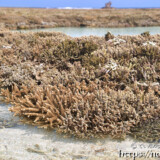 海上のサンゴ礁-大潮のサンゴ礁