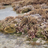 海上に現れた花畑-大潮のサンゴ礁