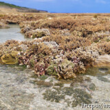 海上のサンゴ礁とタイドプール-大潮のサンゴ礁