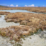海上のサンゴ礁とタイドプール-大潮のサンゴ礁