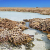 海上のサンゴ礁とタイドプール-大潮のサンゴ礁