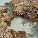 海上に現れた花畑-大潮のサンゴ礁