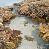 海上に現れた花畑-大潮のサンゴ礁