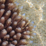 ブルーの先端がきれいなテーブルサンゴ-大潮のサンゴ礁