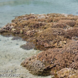 海上に現れたサンゴ礁-大潮のサンゴ礁