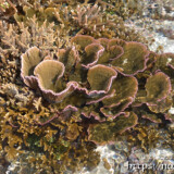 キャベツサンゴとエダサンゴ-大潮のサンゴ礁