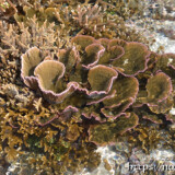 キャベツサンゴとエダサンゴ-大潮のサンゴ礁