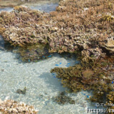 海上に顔を出したサンゴ礁-大潮のサンゴ礁