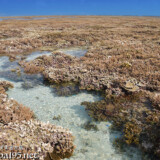 海上のサンゴ礁とタイドプール-大潮のサンゴ礁