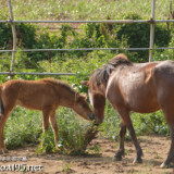 仔馬のあみちゃんとヒナ母さん