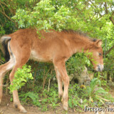 小枝にからまる仔馬のあみちゃん