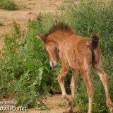 草むらめがけて突進する仔馬のあみちゃん