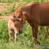 仔馬のあみちゃんにべったりの先輩