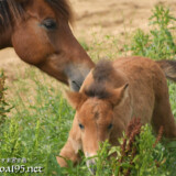 お母さんに起こされる仔馬のあみちゃん