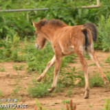 か細い足で走り回る仔馬のあみちゃん