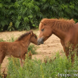 先輩にすりすりする仔馬のあみちゃん