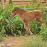 ダッシュする仔馬のあみちゃん