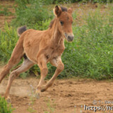 素晴らしい走りを見せる仔馬のあみちゃん