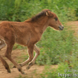 宙を舞う仔馬のあみちゃん