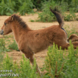 駆け回る仔馬のあみちゃん