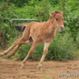 楽しそうに走り回る仔馬のあみちゃん