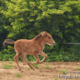 楽しそうに走り回る仔馬のあみちゃん