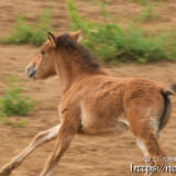 疾走する仔馬のあみちゃん