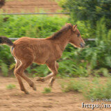 疾走する仔馬のあみちゃん