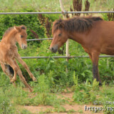 ジャンプもできるよ-仔馬のあみちゃん