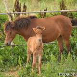 仔馬のあみちゃんとヒナ母さん