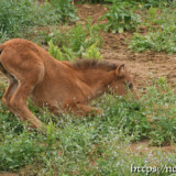 草むらに突入する仔馬のあみちゃん