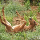 草むらでごろんごろんする仔馬のあみちゃん