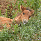 お花に囲まれて寝転ぶ仔馬のあみちゃん